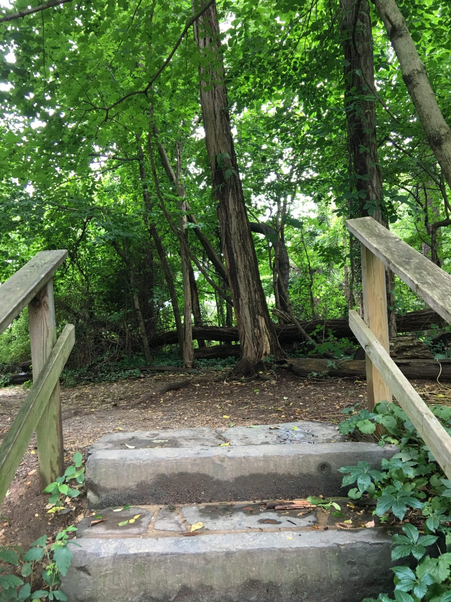 Image of steps into the forrest