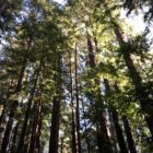 The Nurturing Art of Traveling by Kelley Grimes at Cultivating Peace and Joy