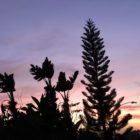 Embracing the Nurturing Power of Now by Kelley Grimes at Cultivating Peace and Joy