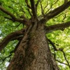 Image of a tree to represent ways to cultivate joy