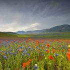 A field of flowers