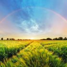 The image of a rainbow over a flourishing field representing balance for Nurturing Balance blog by Kelley Grimes