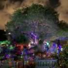 Picture of tree with holiday lights