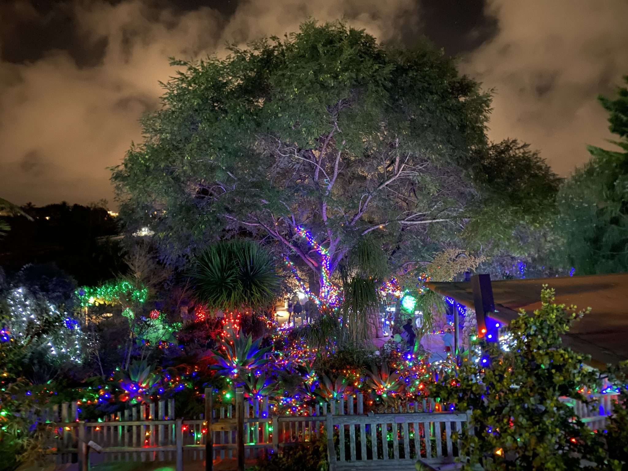 Picture of tree with holiday lights